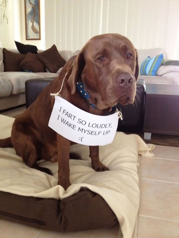 dog-shaming-fart