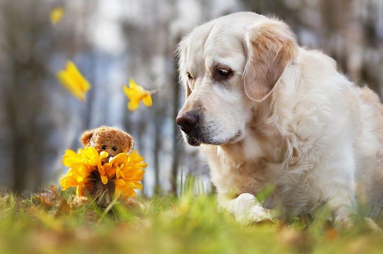 mali teddy flowers