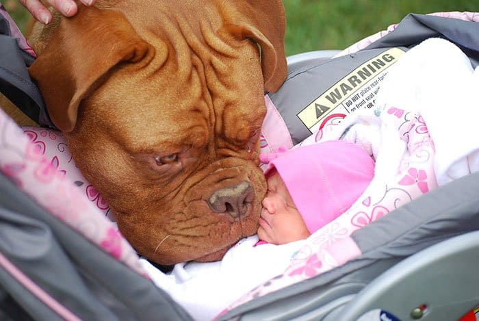 every-kids-need-pets-mastiff