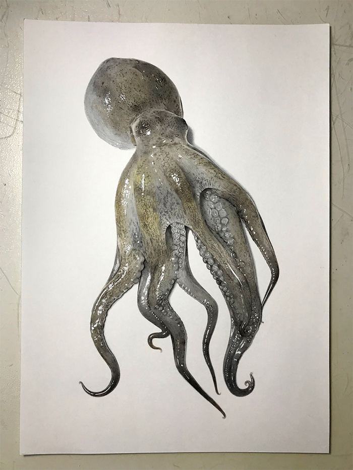 hyperrealistic octopus drawing