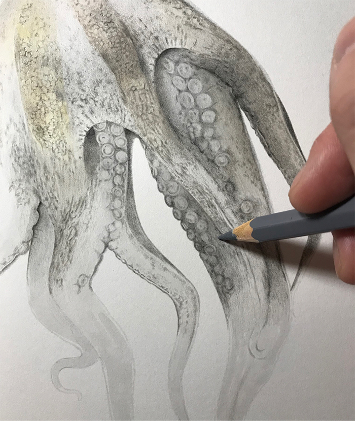 realisitc drawing octopus tentacle suckers