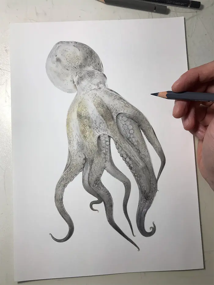 yuki tokuda octopus illustration